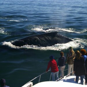 “Visitors on a boat watch a whale surfacing in the ocean during a whale‑watching tour.”